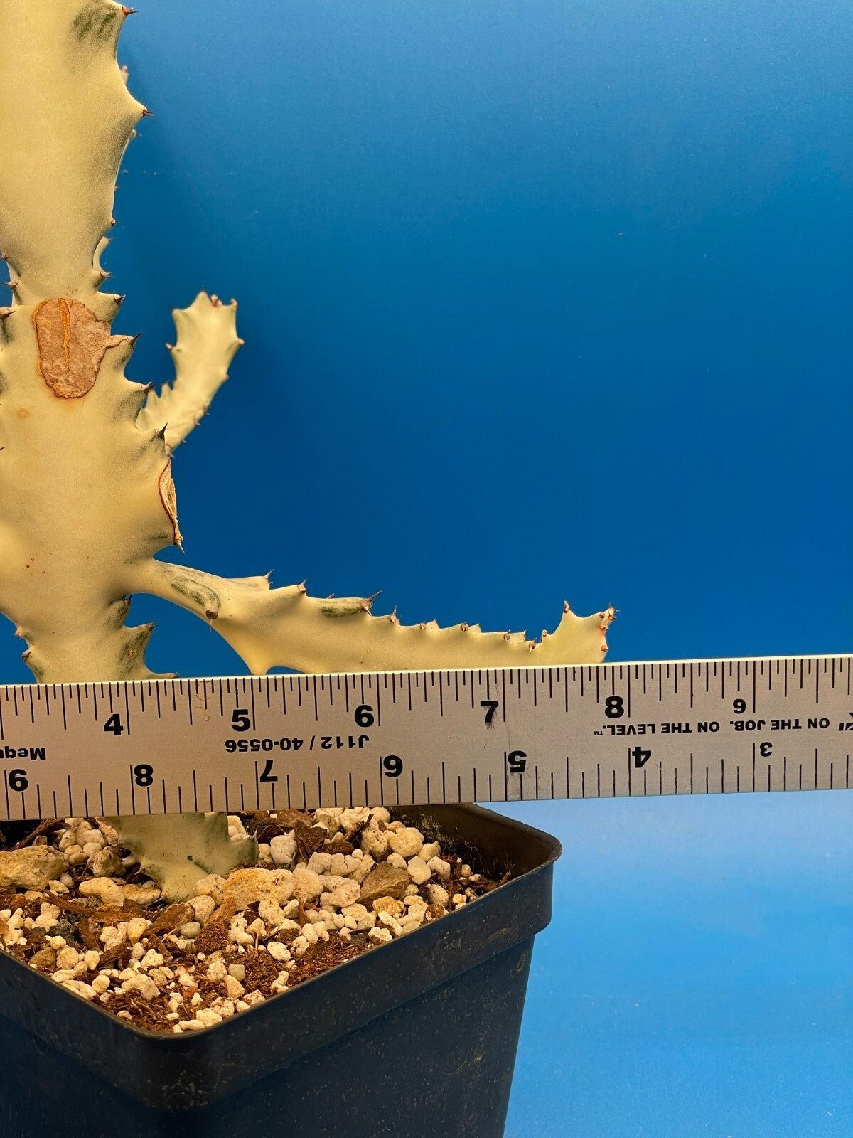 White Ghost Cactus Euphorbia Lactea 4.5" Super Healthy! The Four Armed Freak !-)