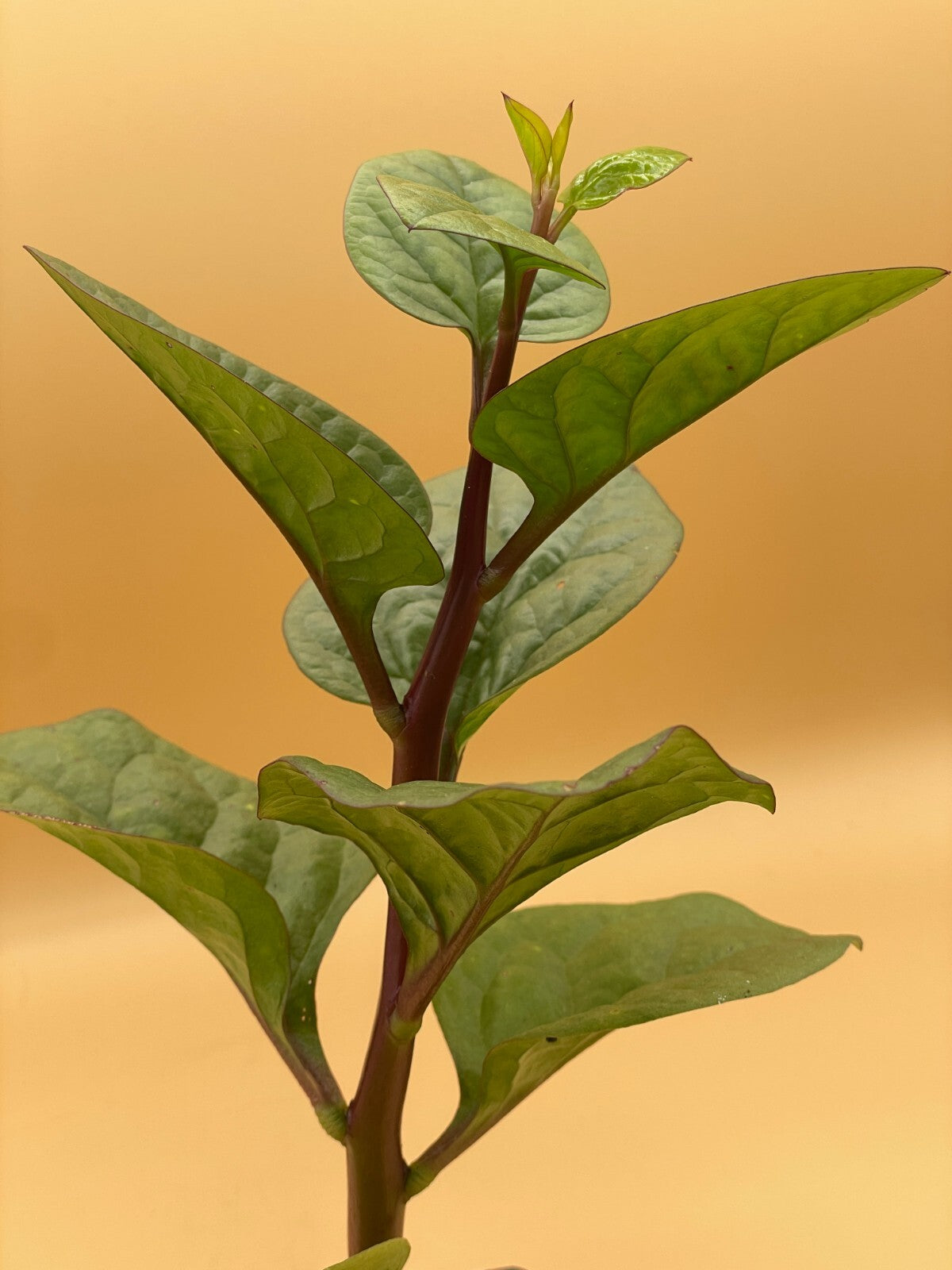 Malabar Spinach Red Live Plant 3" Starter Plant - Basella rubra