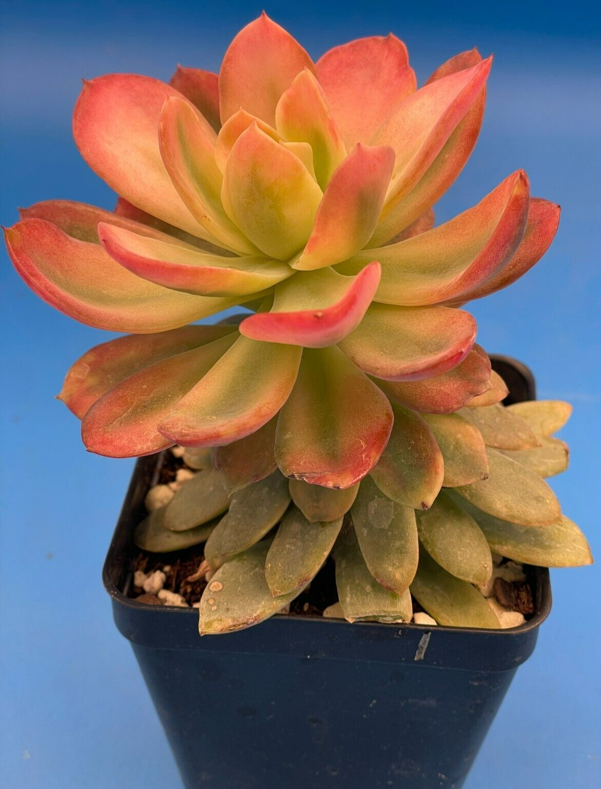 Echeveria Pink Vera Variegated- Hens And Chicks - Makes Pups! 3.5” pot