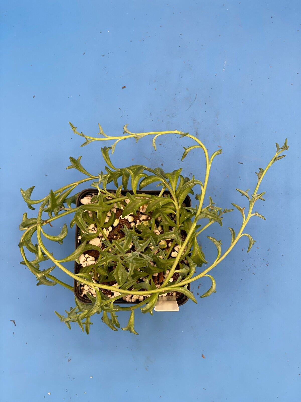 String of Dolphins - Senecio Peregrinus - Ships in 3.5” Pot