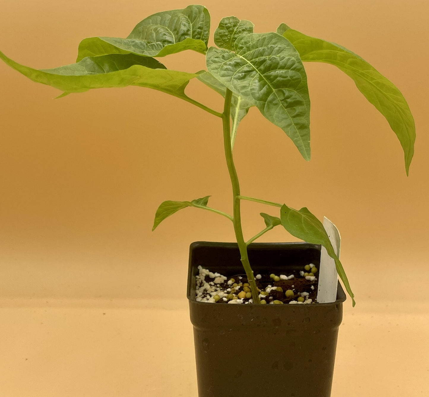 Scotch Bonnett Pepper Live Plant in 3" Starter Pot - Capsicum Chinense