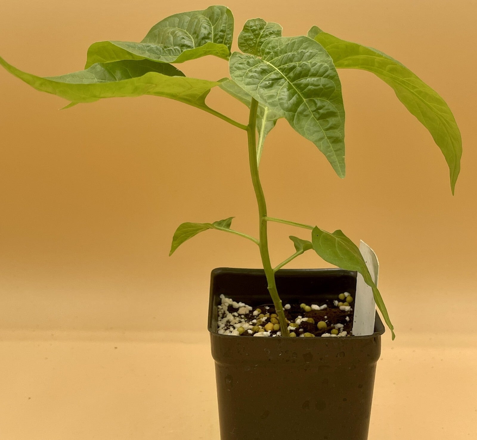 Scotch Bonnett Pepper Live Plant in 3" Starter Pot - Capsicum Chinense