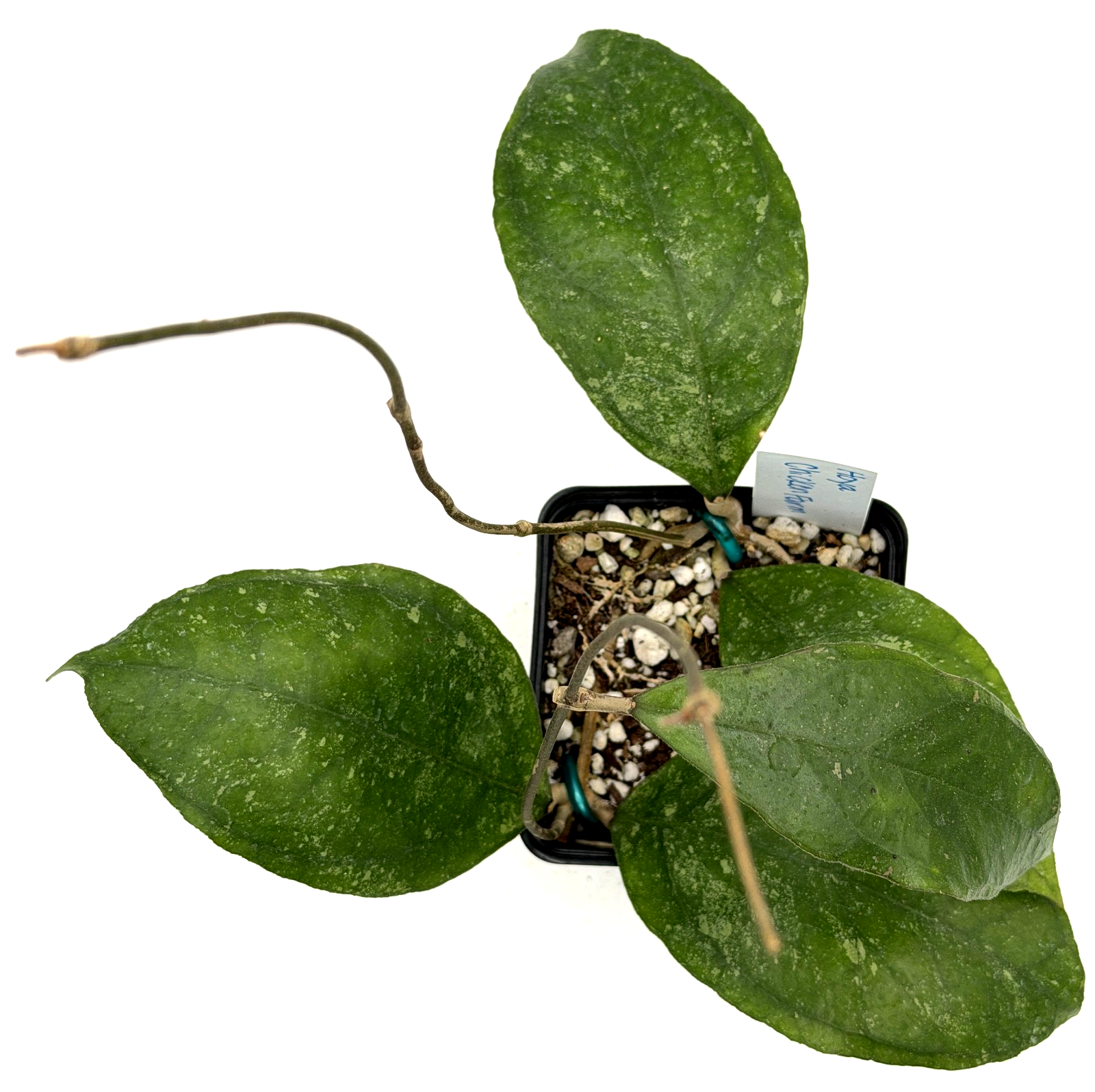 Hoya 'Chicken Farm' Rooted Grown In 3.5" pot - Can't Ship to California/Arizona