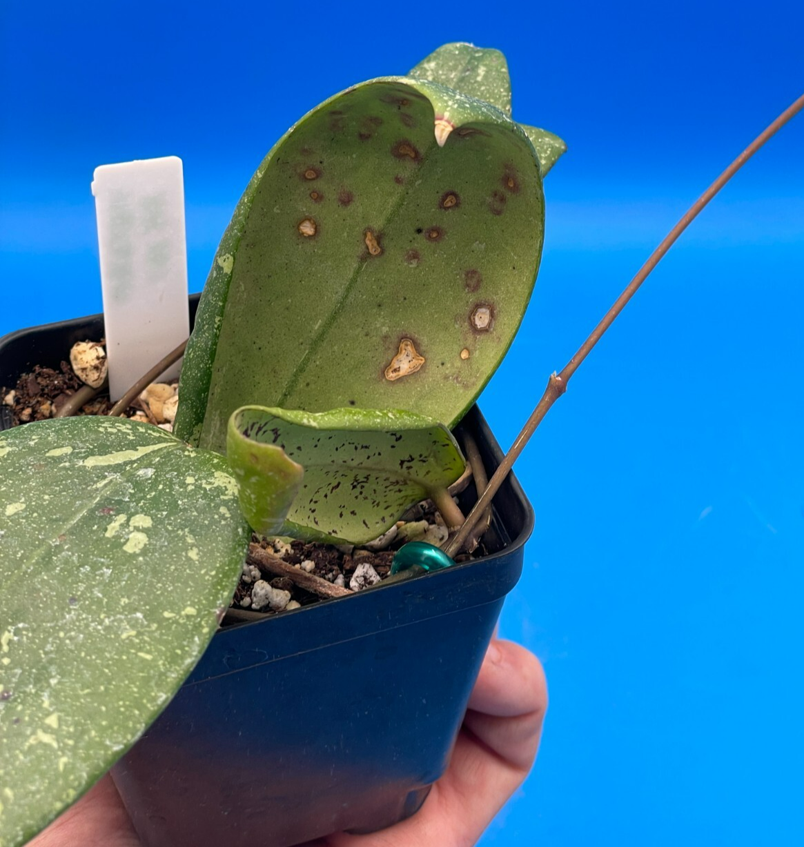 Hoya 'Vietnam AH001'  RARE! Exact Plant! Rooted  Grown In 3.5" Pot (2)