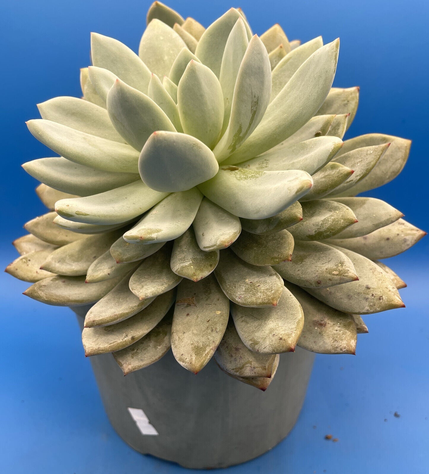 Echeveria Orange Monroe - Hens And Chicks - Huge Plant With Two Heads!