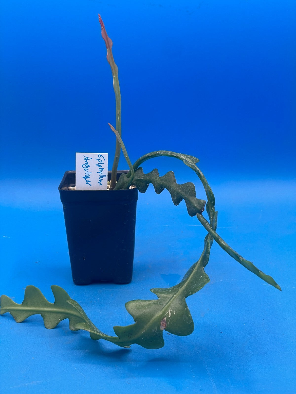 Epiphyllum Ric-Rac - Epiphyllum Anguliger - Fully Rooted In 3" Starter Pot