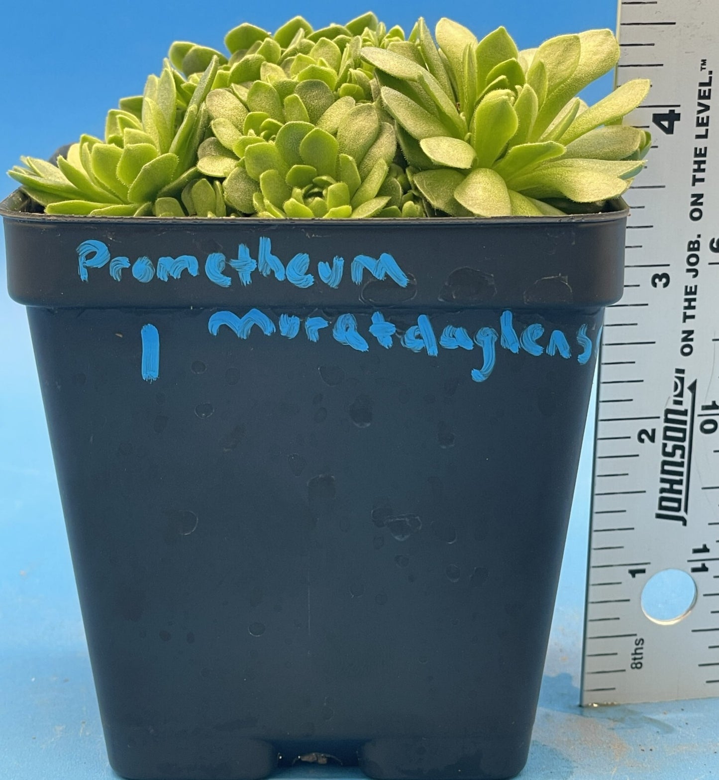 Turkish Stonecrop - RARE - Prometheum Muratdaghense - Ships in 3.5” pot (1)
