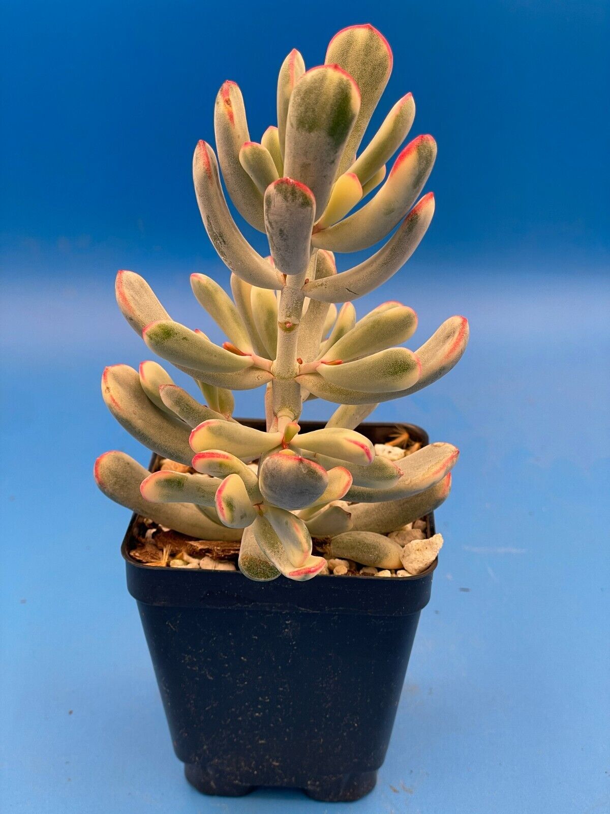 Cotyledon Orbiculata Flanaganii f. variegata! Rare! 3.5" Pot