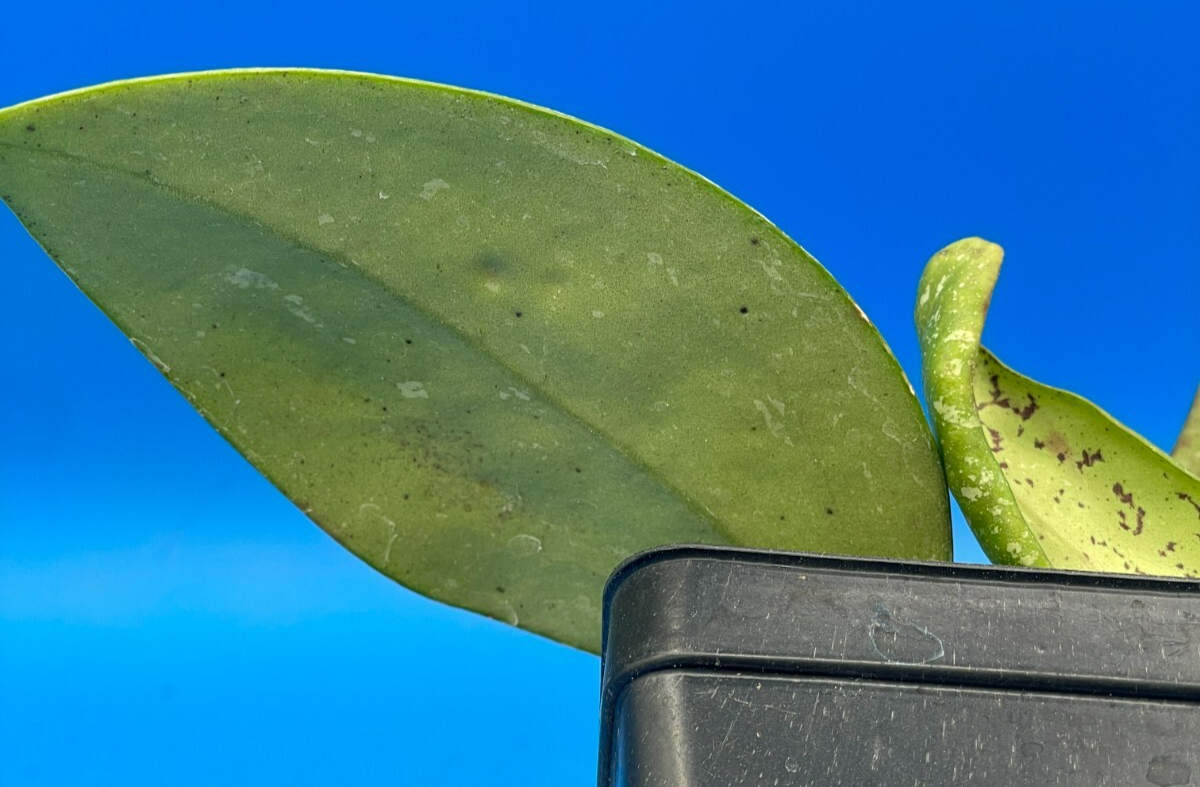 Hoya 'Vietnam AH001'  RARE! Exact Plant! Rooted  Grown In 3.5" Pot (2)