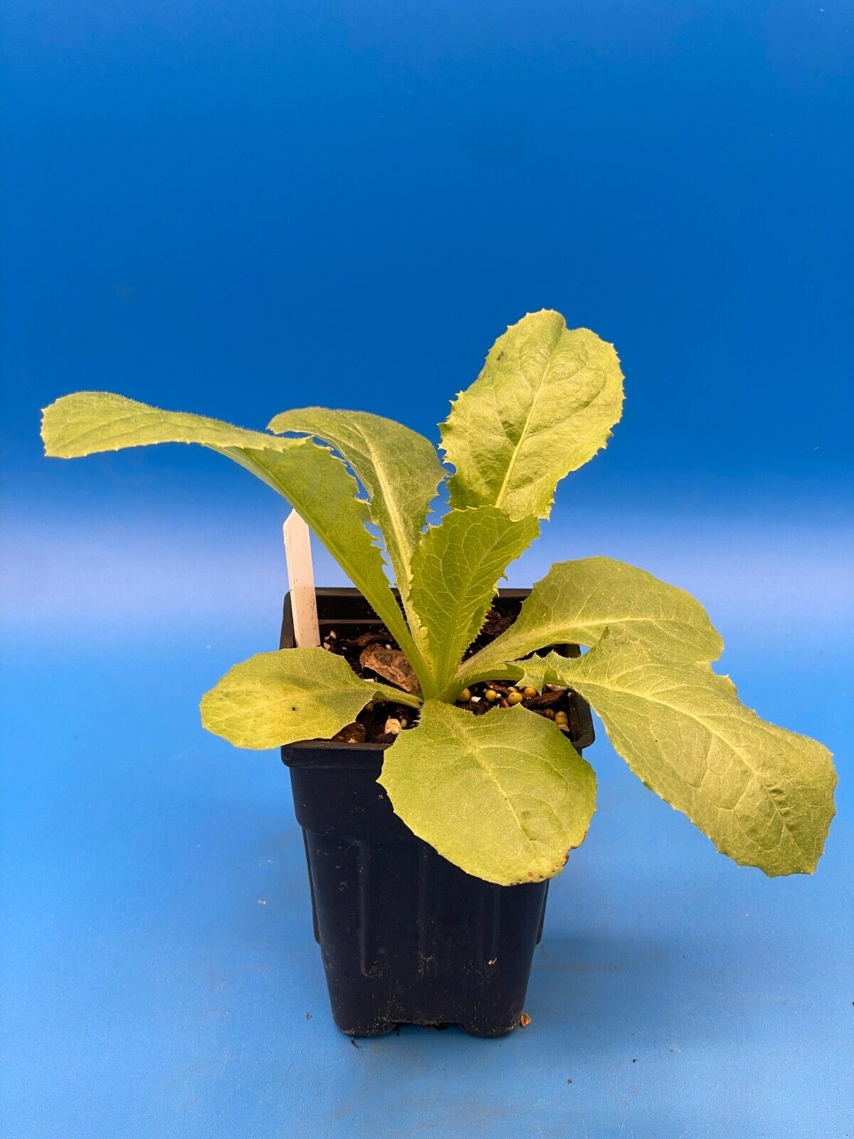 Wild Lettuce Live Plant 3" Starter Pot - Lactuca virosa
