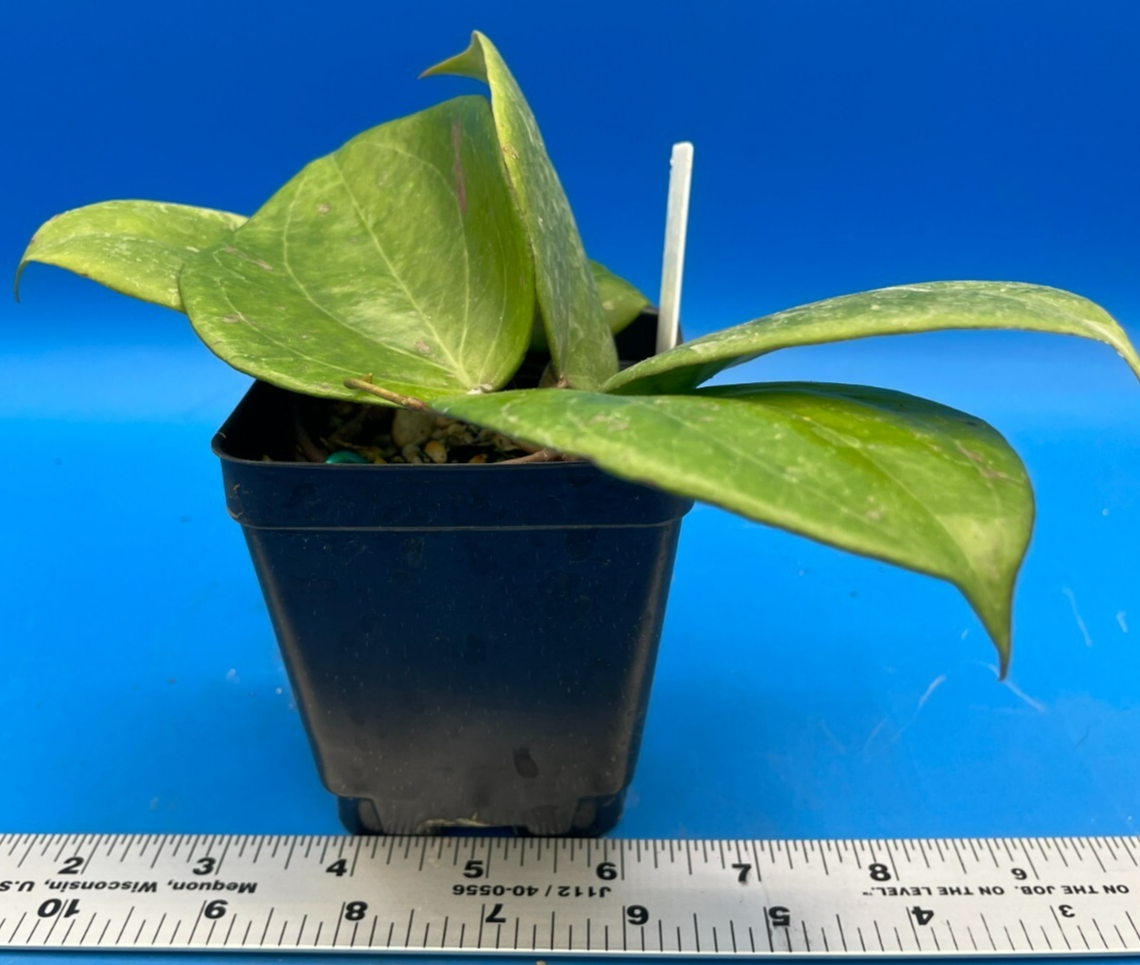 Hoya Balaensis Fully Rooted - Rare Hoyas XL Super Healthy! Grown In 3.5" pot (3)
