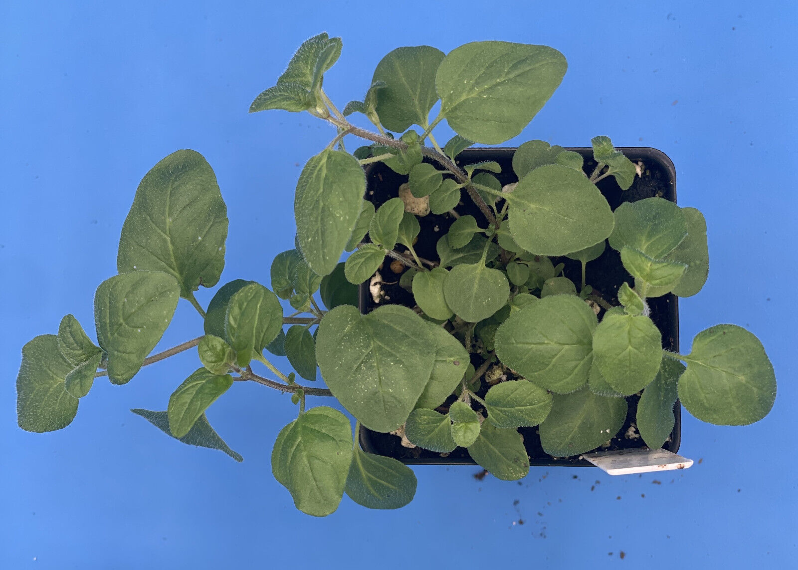Italian Oregano Live Plant 3" Starter Pot - Origanum vulgare