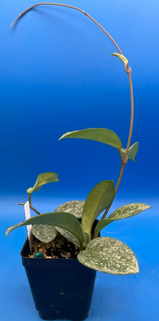 Hoya Carnosa ' Nova Ghost ' - 3.5 Inch Pot Super Healthy and Fully Rooted! (3)