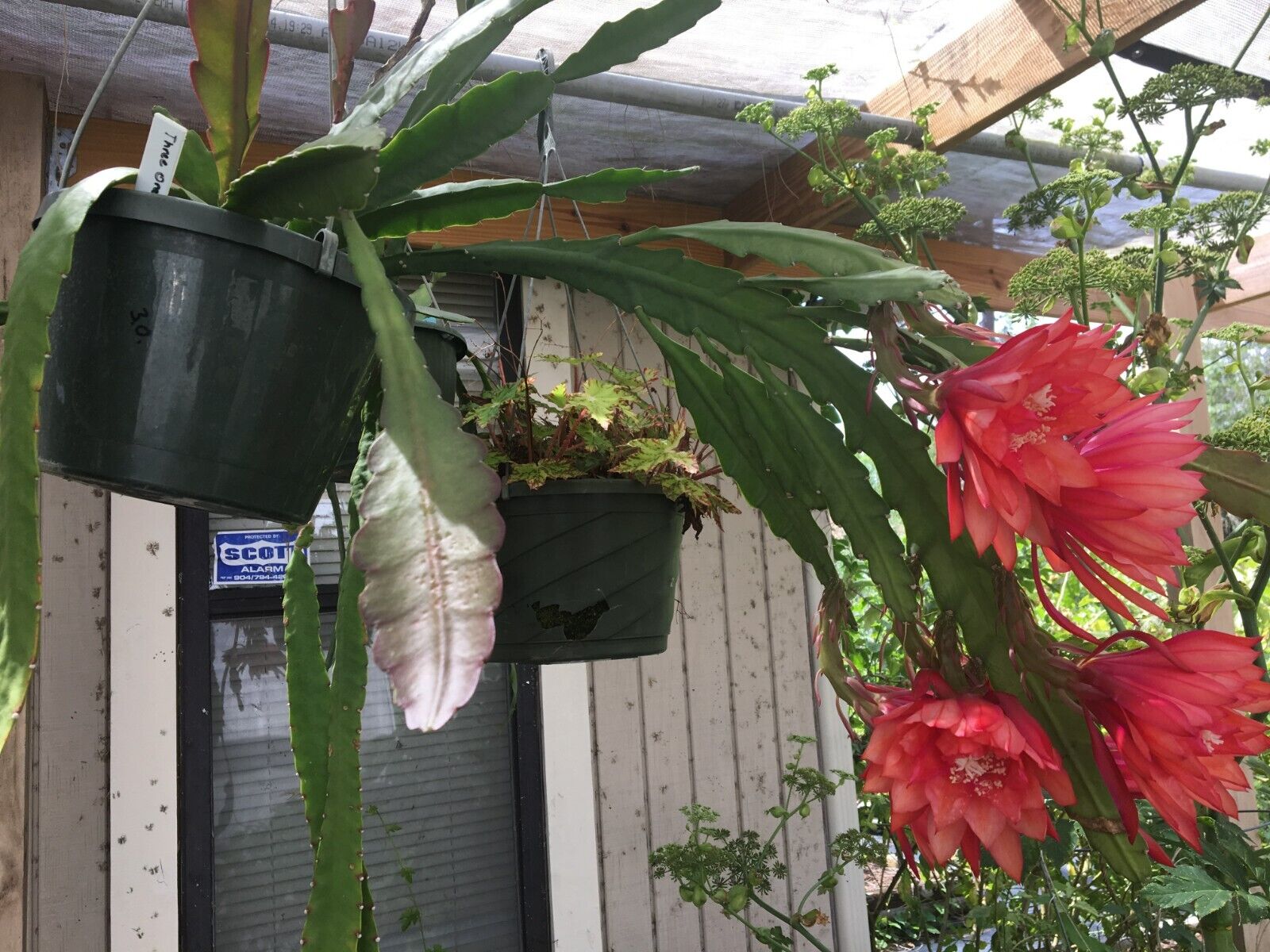 Epiphyllum 'Three Orange' Fully-Rooted Starter Pot