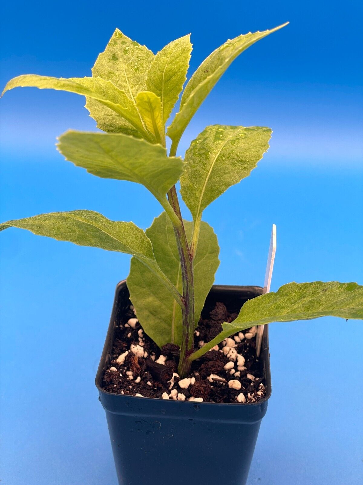Longevity Spinach Starter Plant Gynura procumbens Heat Tolerant Summer Spinach!