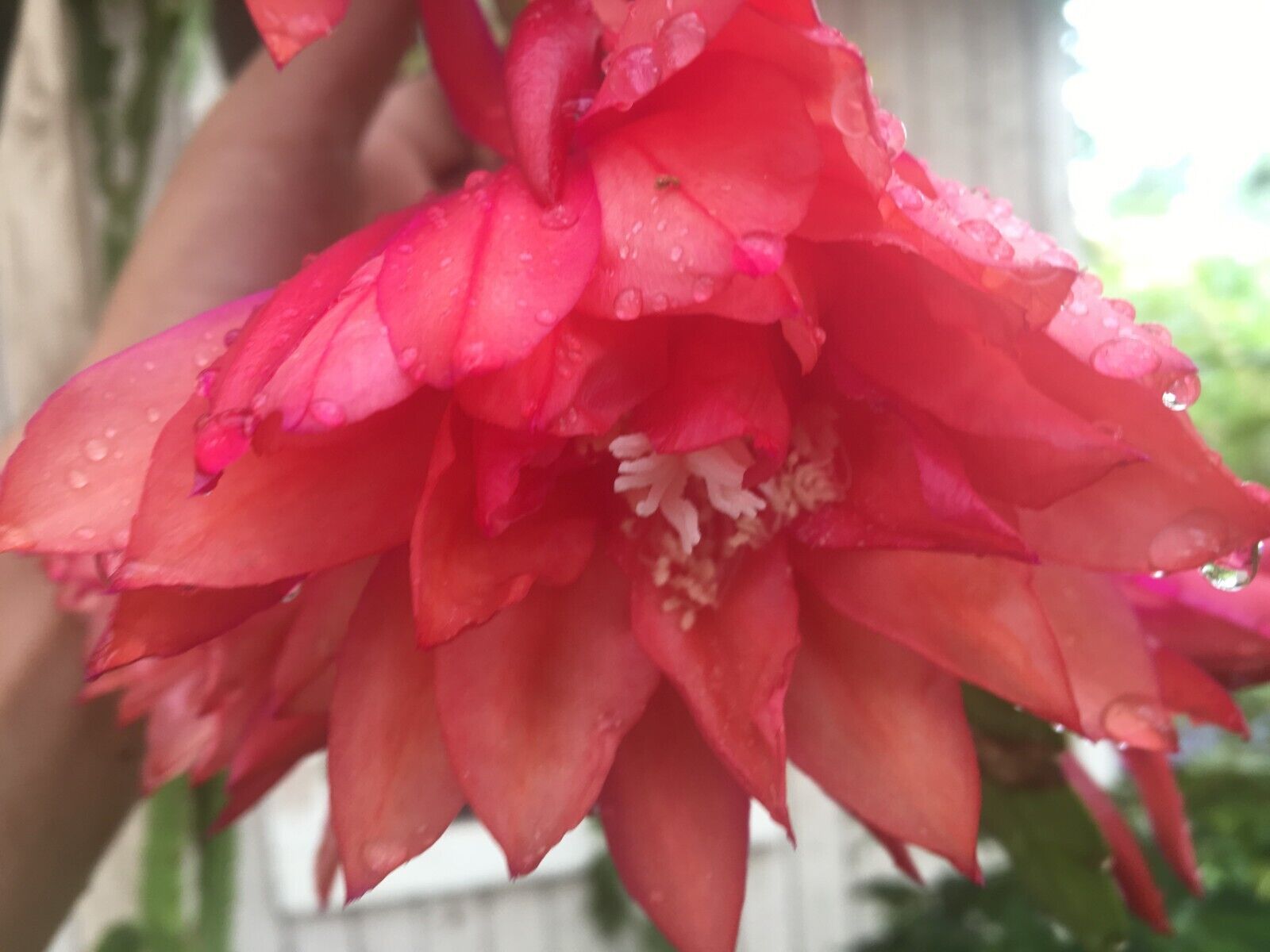 Epiphyllum 'Three Orange' Fully-Rooted Starter Pot