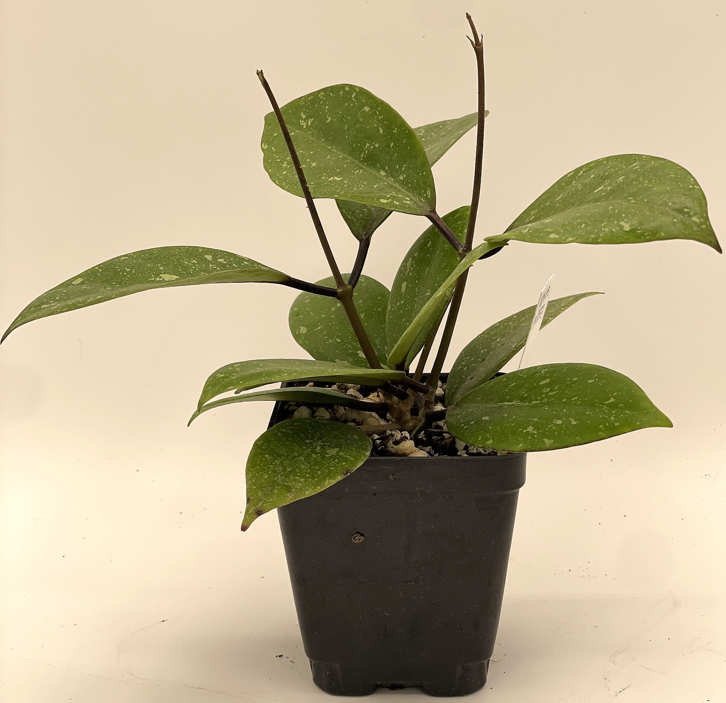 Hoya AH053 Rare! Fully Rooted Grown In 3.5" pot - SO HEALTHY!