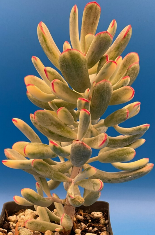 Cotyledon Orbiculata Flanaganii f. variegata! EXACT PLANT! Rare! 3.5" Pot (2)