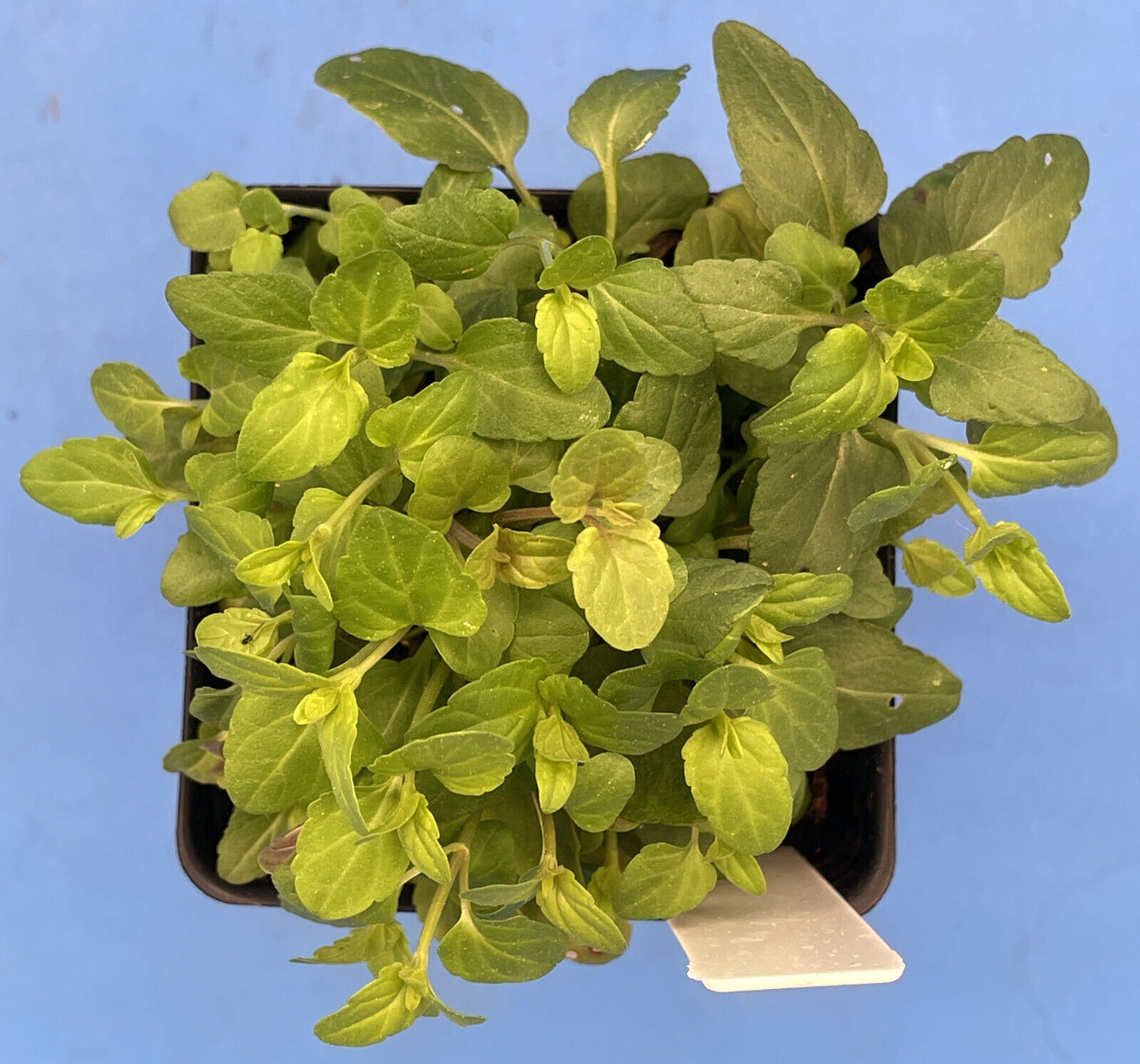 Barbat Skullcap Live Plant 3" Starter Pot - Scutellaria Barbata