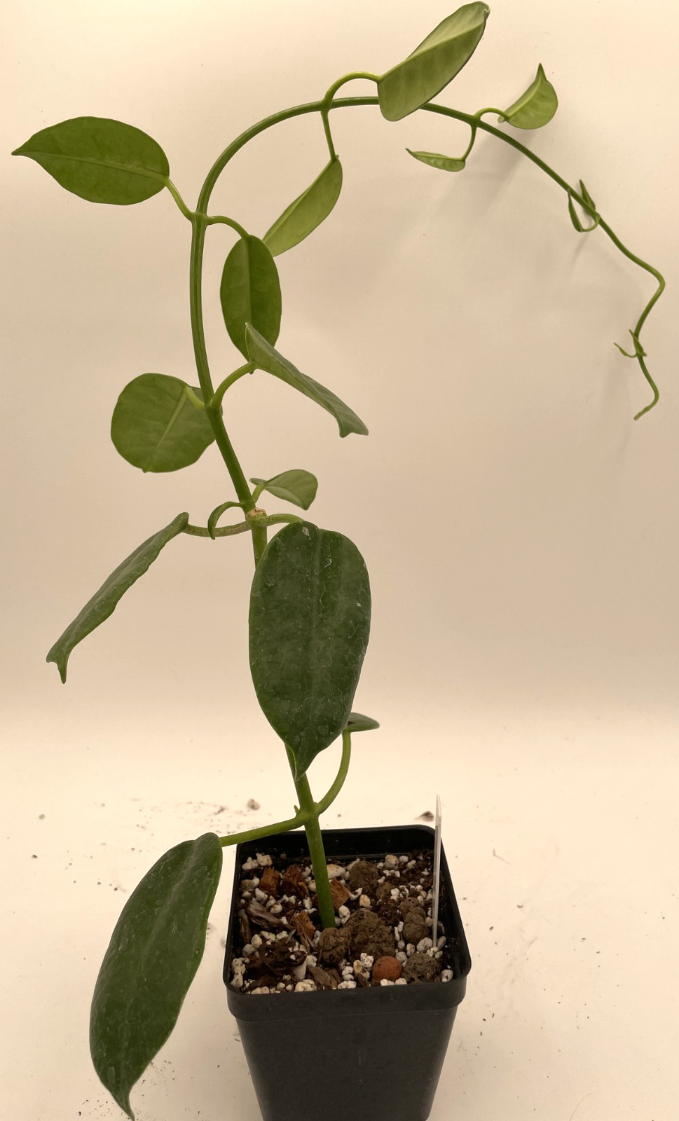 Hoya Ruthie Fully Rooted Grown In 3.5" pot - Eriostemma