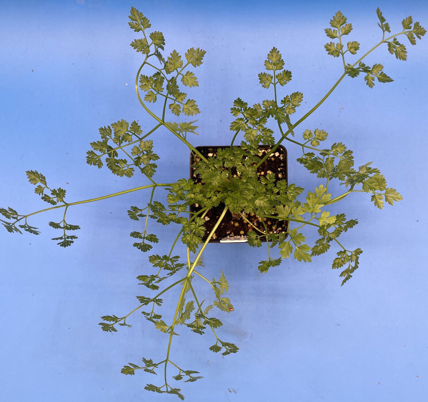 Plain Chervil Live Plant 3" Starter Pot - Anthriscus cerefolium