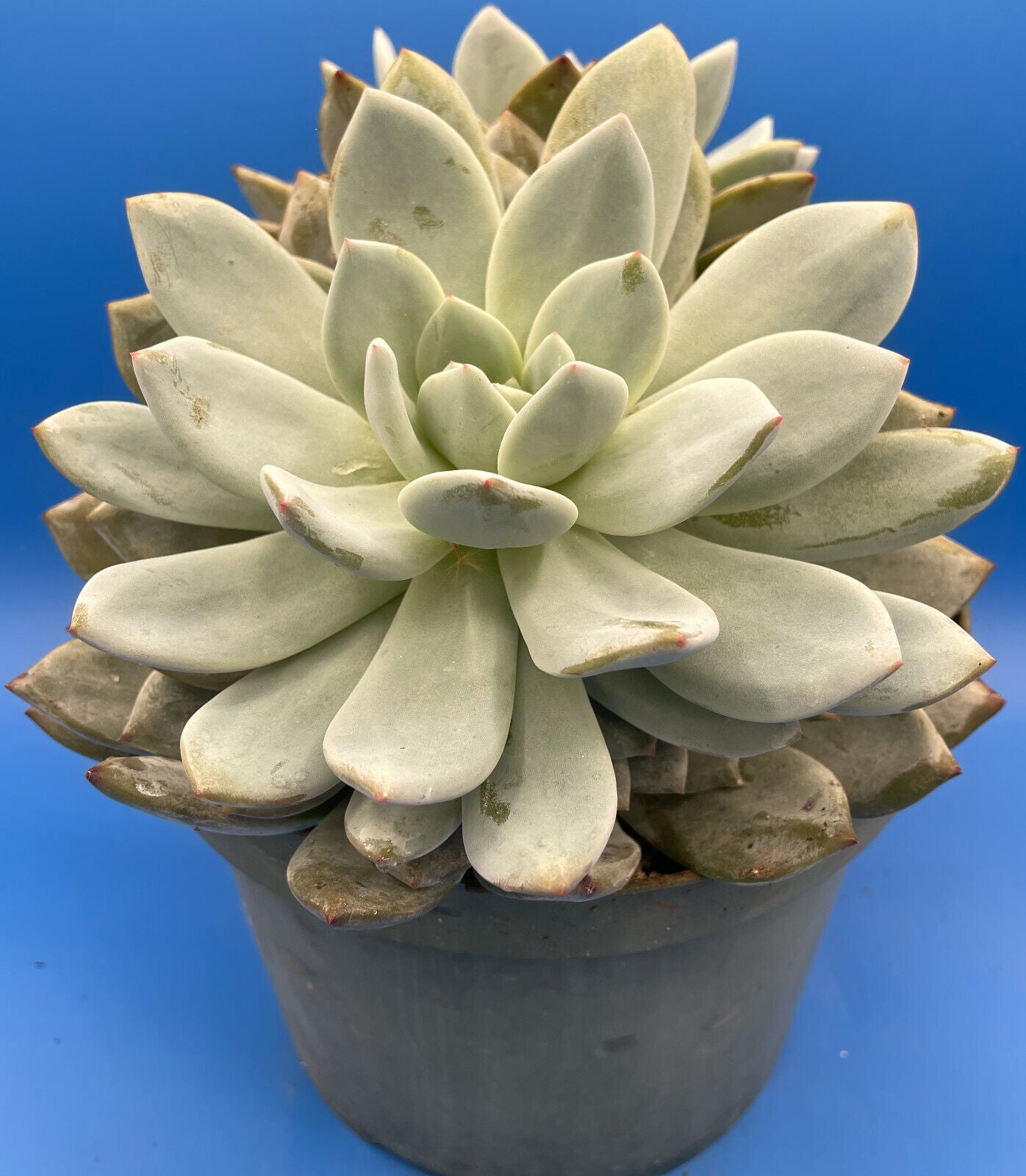 Echeveria Orange Monroe - Hens And Chicks - Huge Plant With Two Heads!
