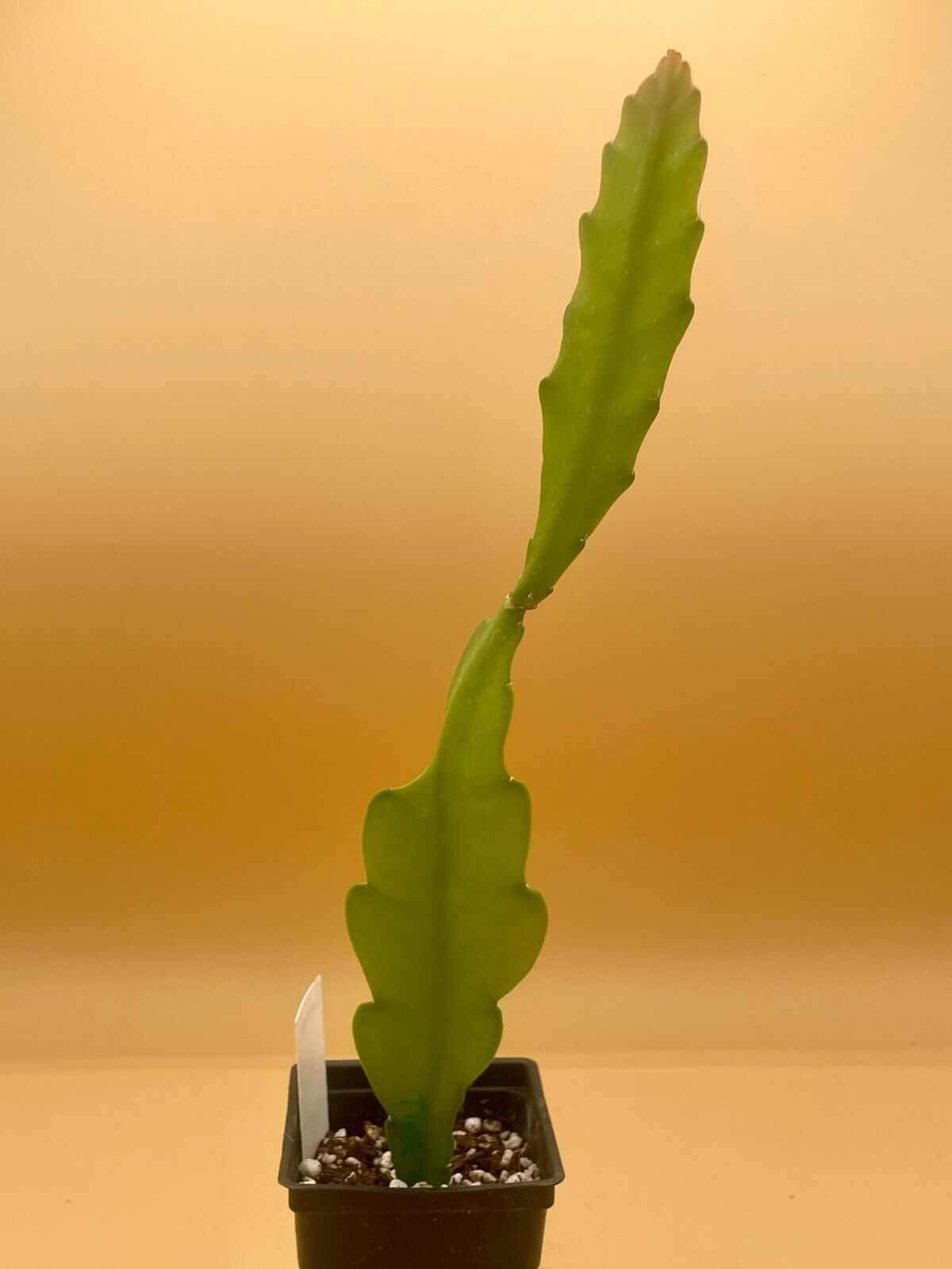 Epiphyllum 'Three Orange' Fully-Rooted Starter Pot