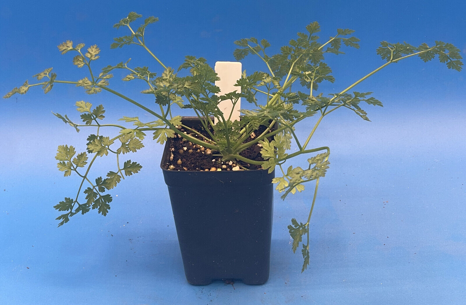 Plain Chervil Live Plant 3" Starter Pot - Anthriscus cerefolium