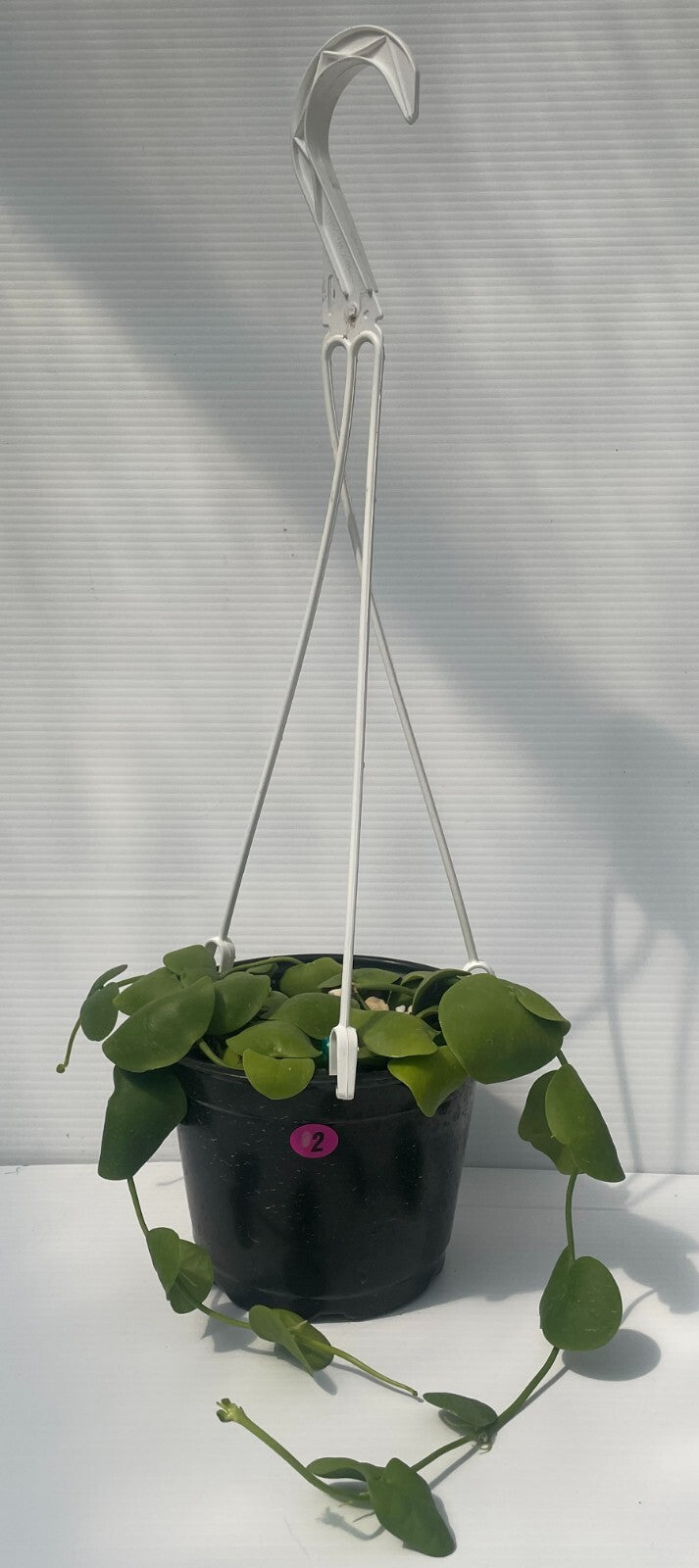 Dischidia Platyphylla - 6” Hanging Basket Pot - Super Healthy! (2)