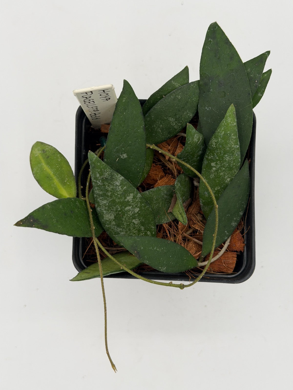 Hoya flagellata 'Gold' Rooted In 3.5" pot - Multiple Nodes and Leaves!