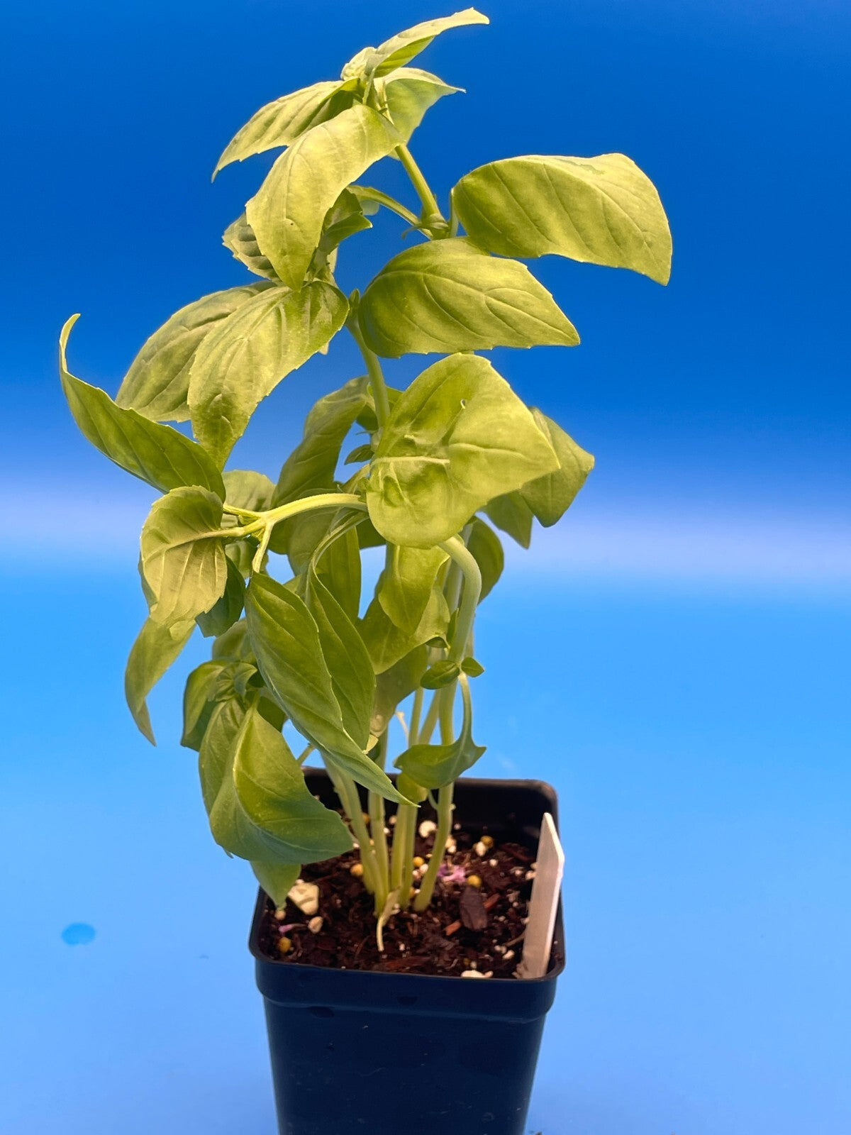 Basil, Sweet 'Prospera' -Live Plant 3" Starter Pot - Ocimum basilicum ‘Prospera'