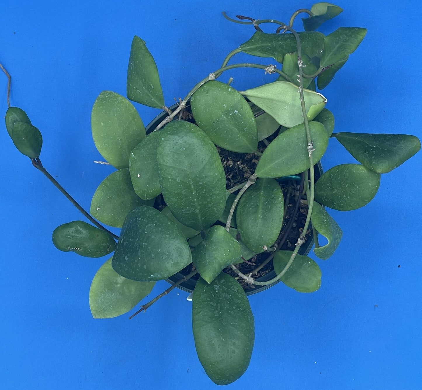 Hoya Lucardenasiana RARE! Exact Plant! Rooted - Grown In 5.5" pot - Very Healthy