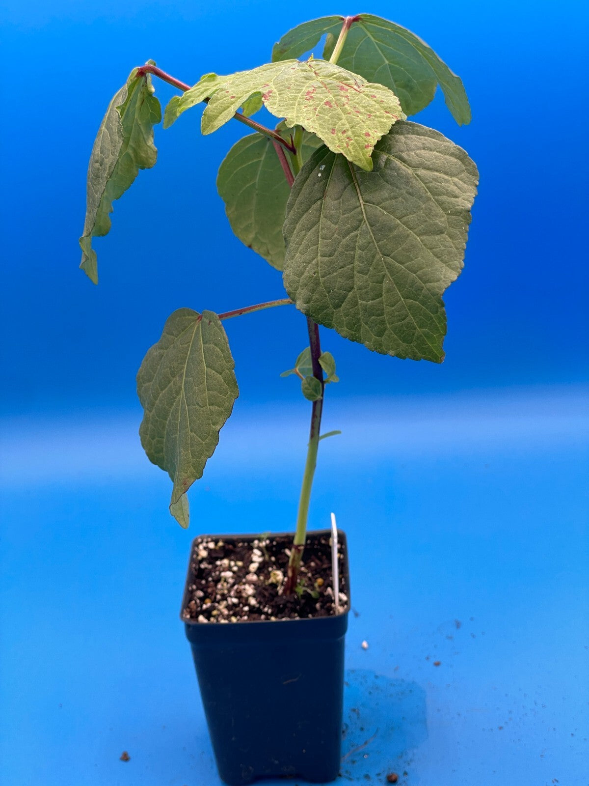 Hibiscus, Roselle Live Plant 3" Starter Pot - Hibiscus sabdariffa - Tea Anyone?!