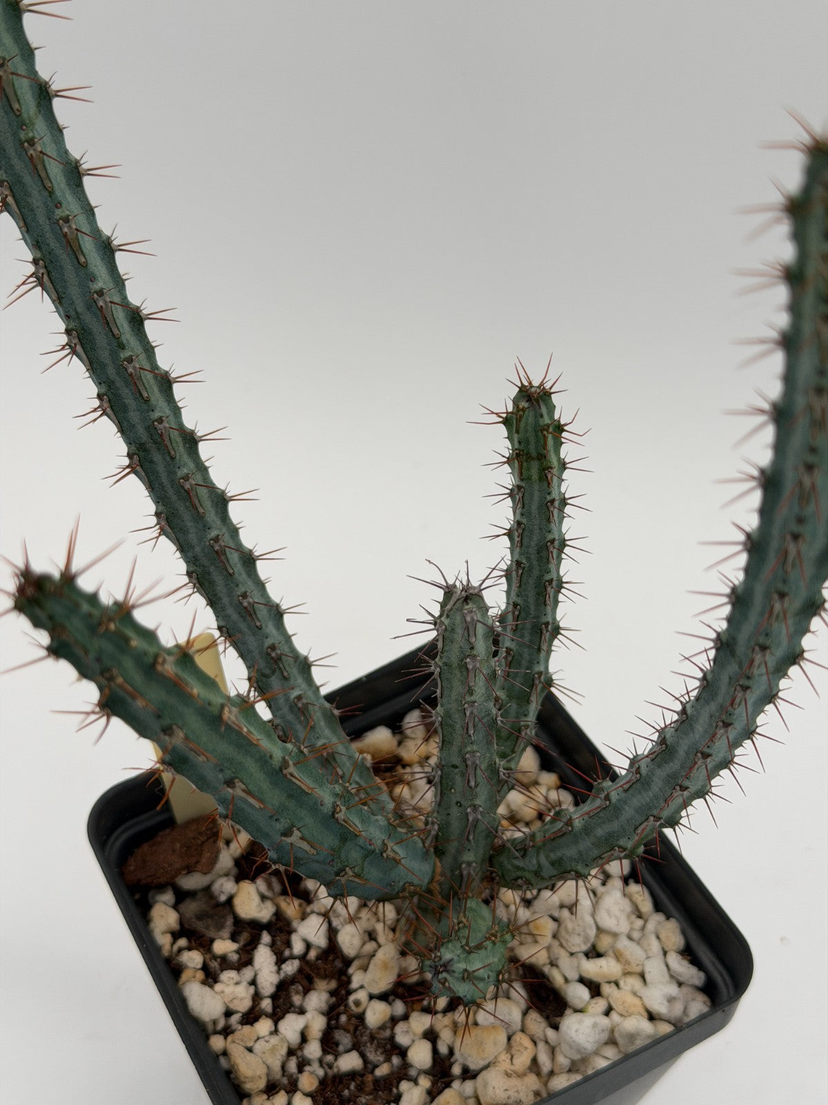 Euphorbia Louwii - 3.5 Inch Pot - Rare - Super Healthy! USA Grown!