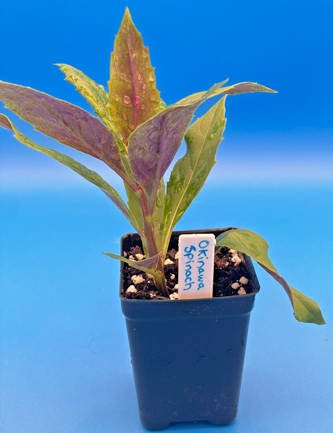 Okinawa Spinach Starter Plant - Gynura bicolor