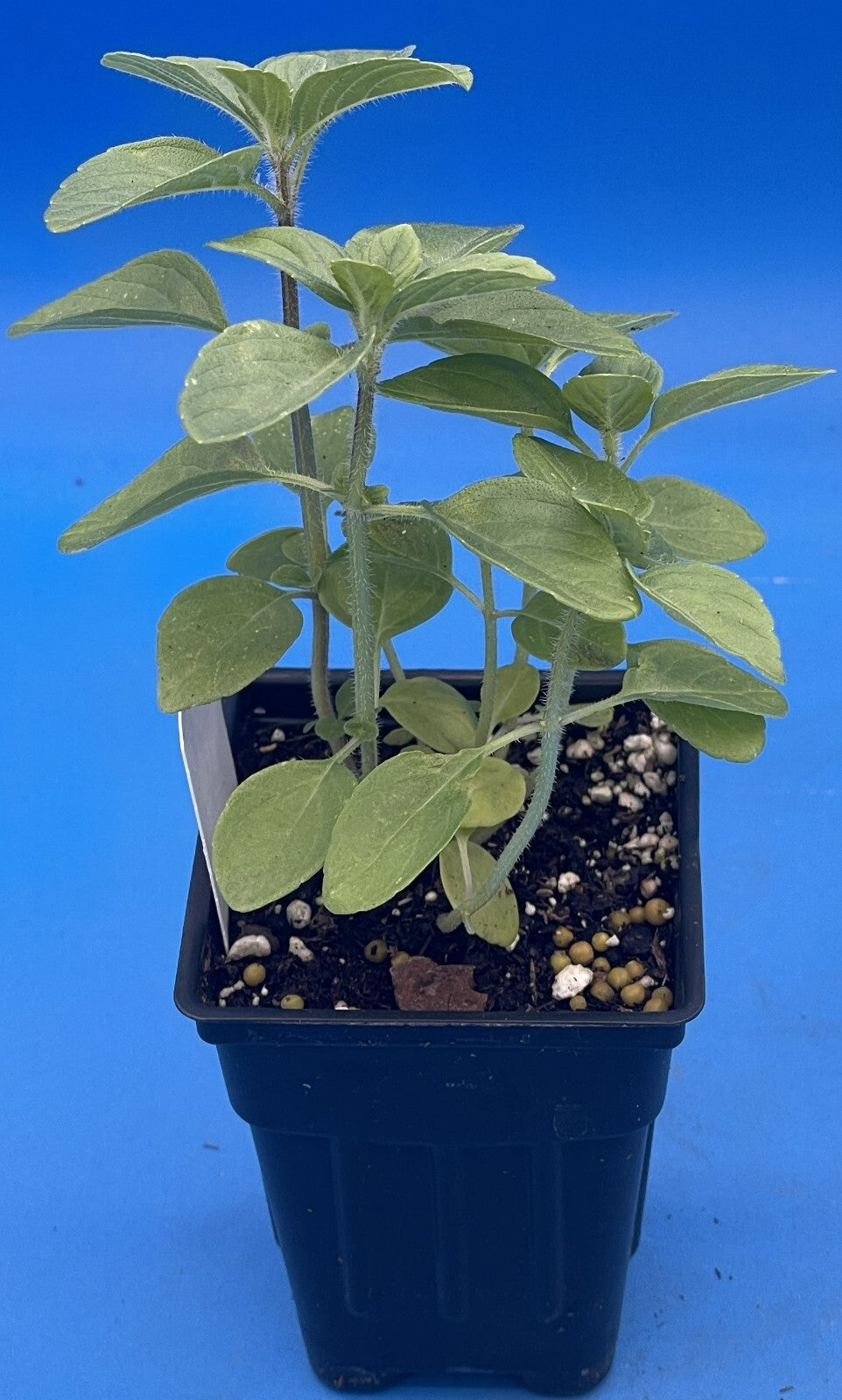 Camphor Basil Live Plant 3" Starter Pot - RARE! - Ocimum Kilimandscharicum