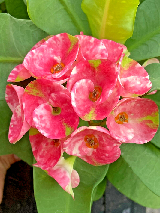 Crown Of Thorns Red Millionaire Korean Hybrid Euphorbia Milii Hybrid