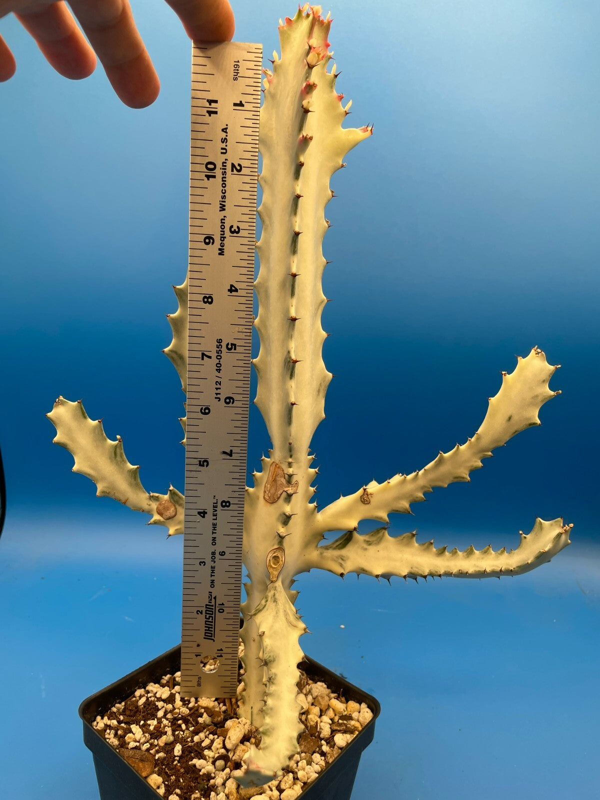 White Ghost Cactus Euphorbia Lactea 4.5" Super Healthy! The Four Armed Freak !-)
