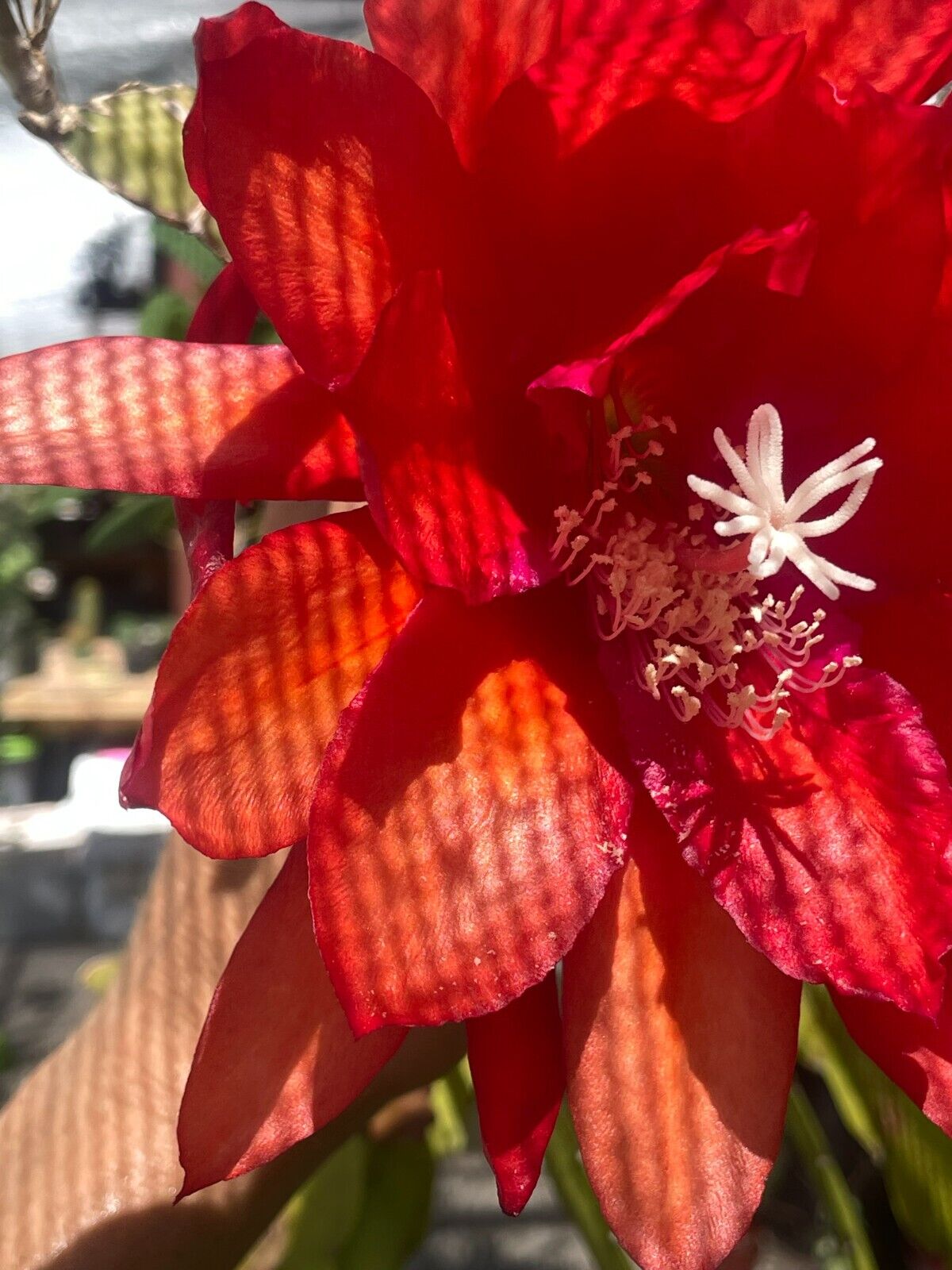 Epiphyllum 'Three Orange' Fully-Rooted Starter Pot