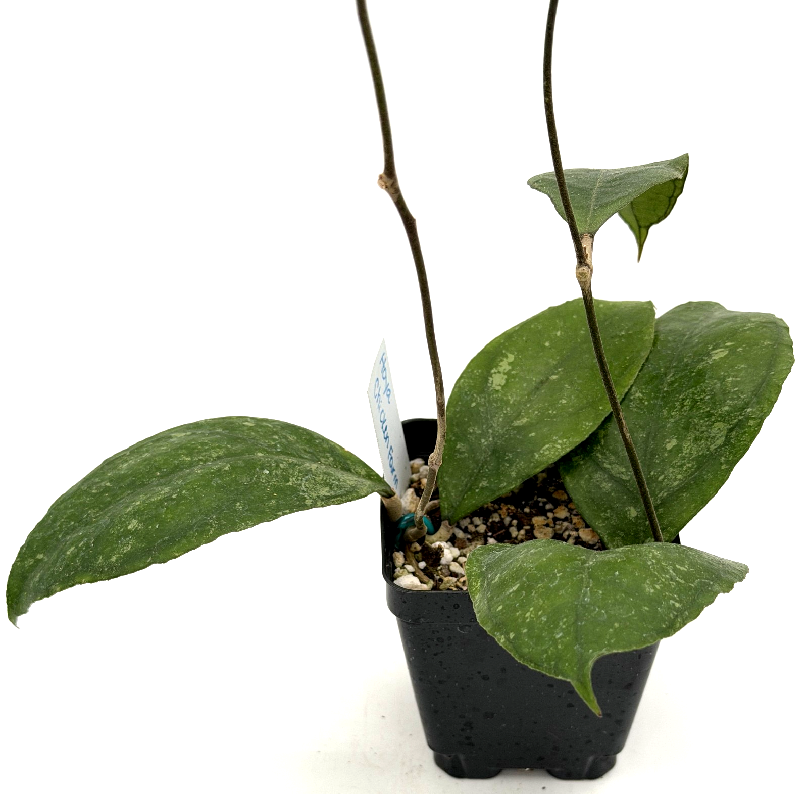 Hoya 'Chicken Farm' Rooted Grown In 3.5" pot - Can't Ship to California/Arizona