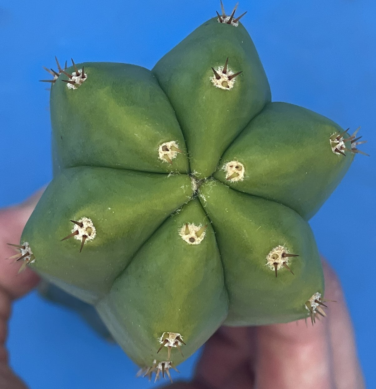 Cereus Cactus Cuttings - 12 Inches Minimum - Easy To Root! Cut To Order! 339