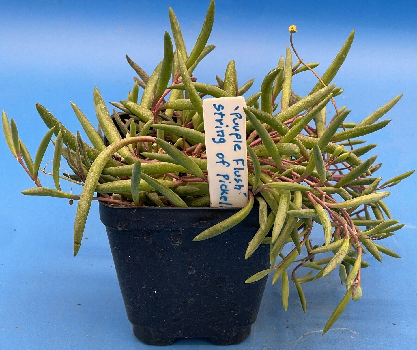 String of Pickles 'Ruby Necklace' - Crassothonna capensis - Ships in 3.5” Pot