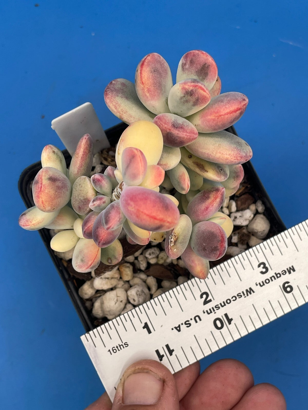 Cotyledon Orbiculata Var Oophylla f. Variegata! EXACT PLANT! Rare! 3.5" Pot (1)