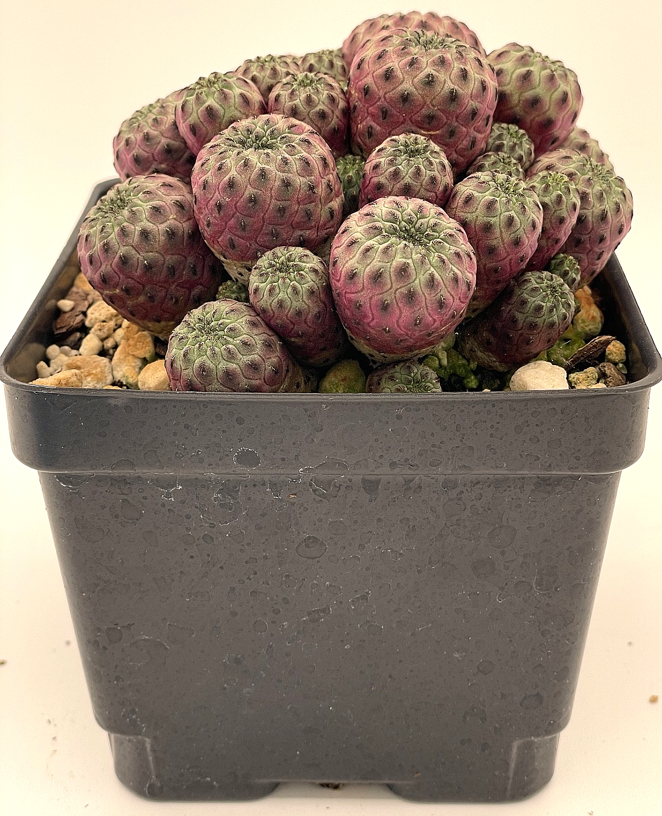 Sulcorebutia rauschii f. violacidermis Cactus 4.5" Pot -Multi Headed Very Happy!