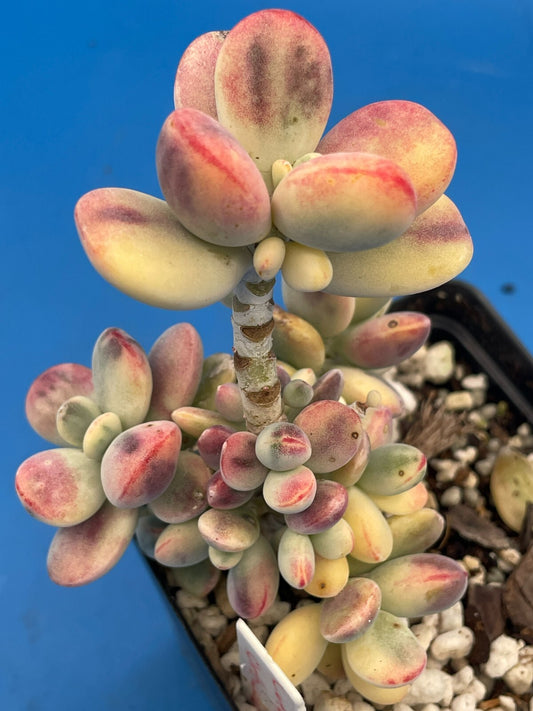 Cotyledon Orbiculata Var Oophylla f. Variegata! EXACT PLANT! Rare! 3.5" Pot (2)