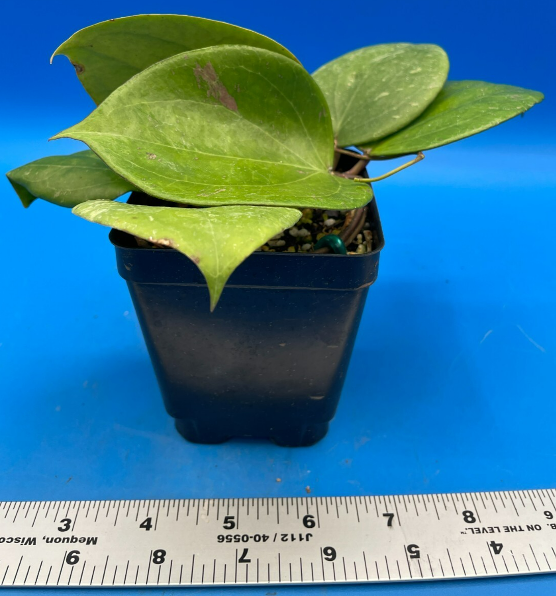 Hoya Balaensis Fully Rooted - Rare Hoyas XL Super Healthy! Grown In 3.5" pot (3)
