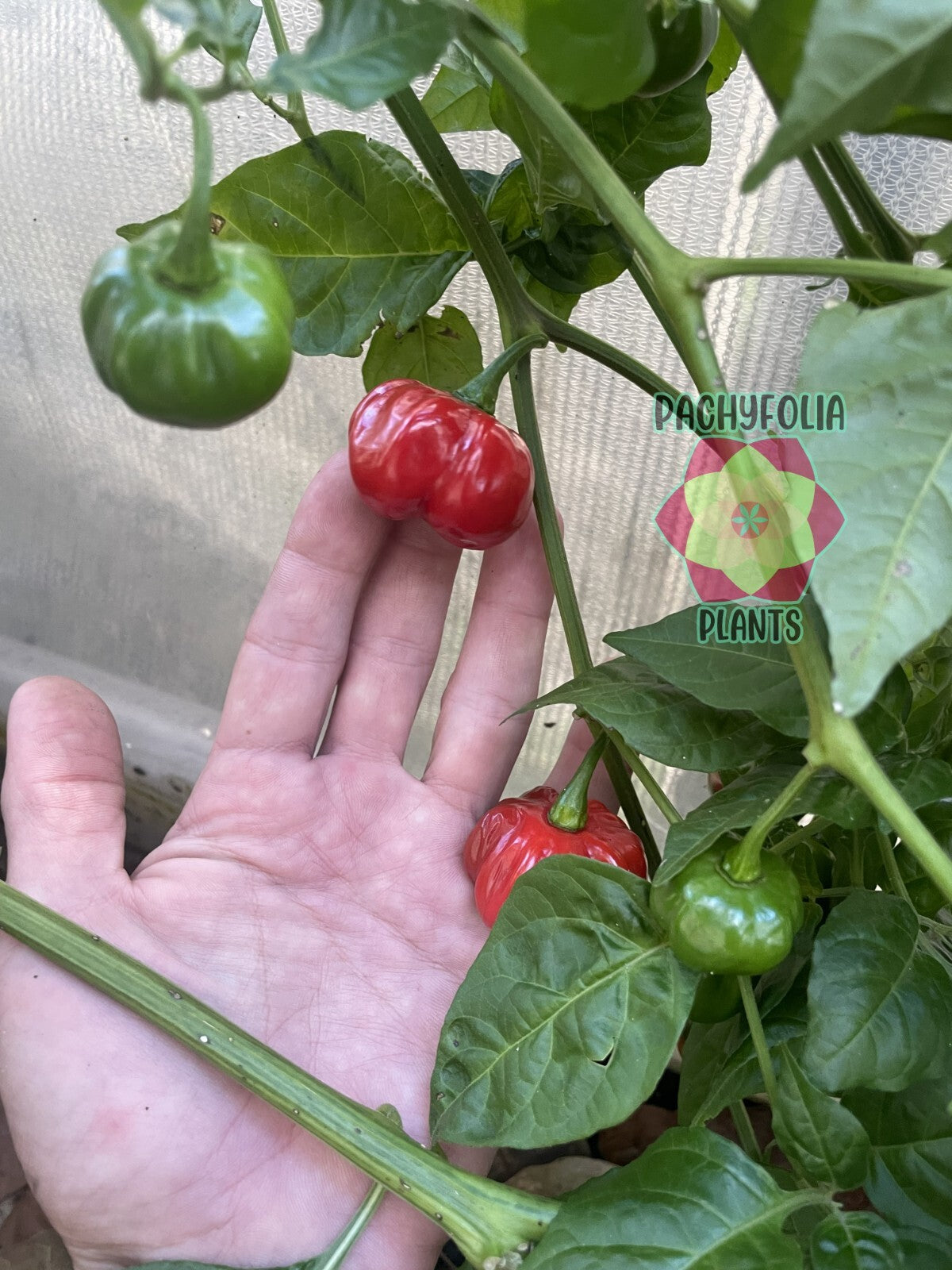 Scotch Bonnett Pepper Live Plant in 3" Starter Pot - Capsicum Chinense