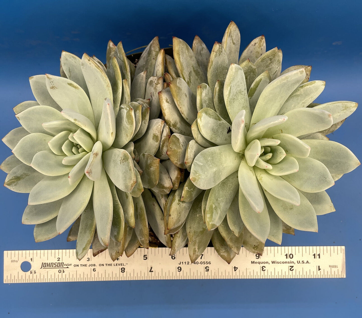 Echeveria Orange Monroe - Hens And Chicks - Huge Plant With Two Heads!
