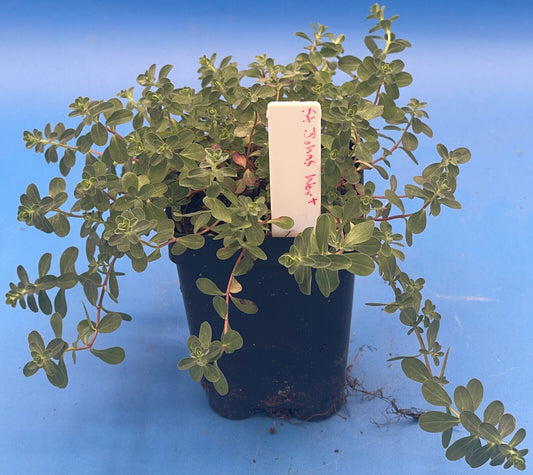 St John's Wort Live Plant 3" Starter Pot - Hypericum