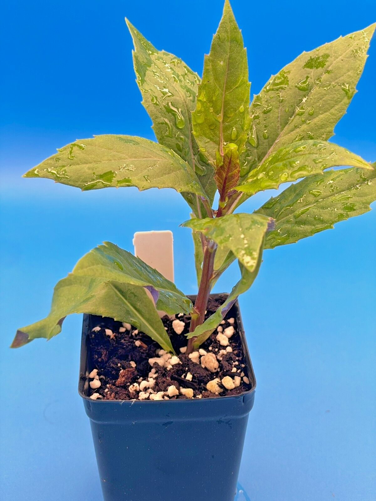 Okinawa Spinach Starter Plant - Gynura bicolor